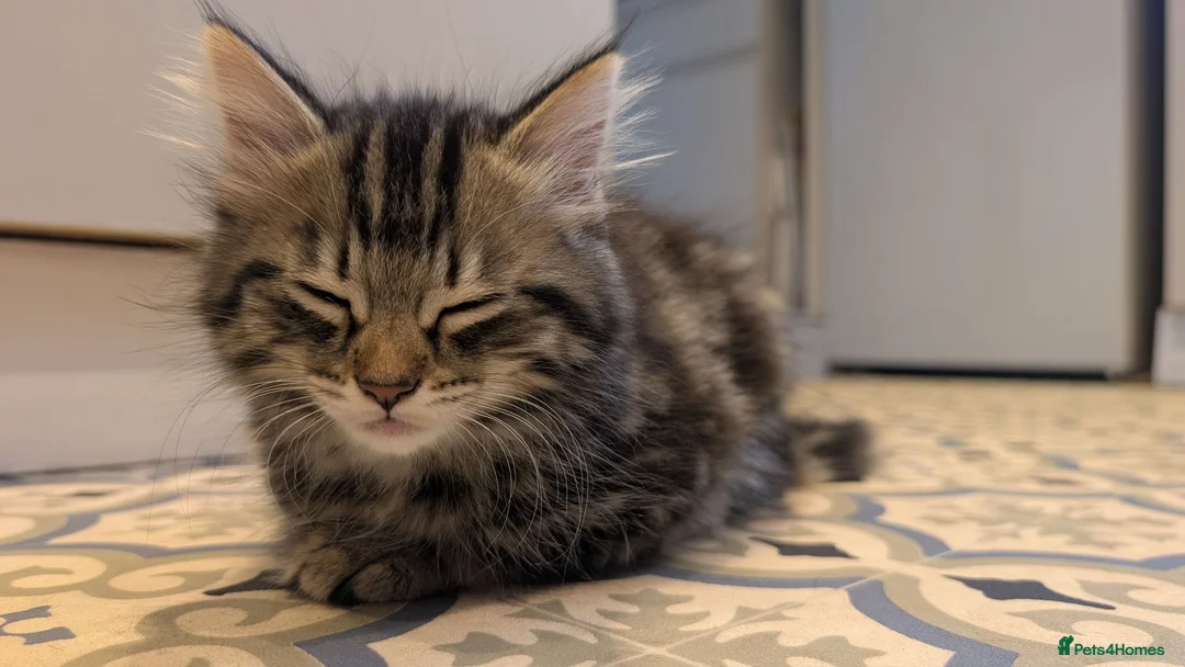 Mixed Breed cats for sale: Beautiful playful boy - Advert 2