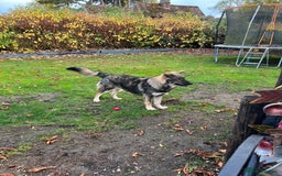 Mixed Breed dogs for sale: Male dog for sale - Image 1