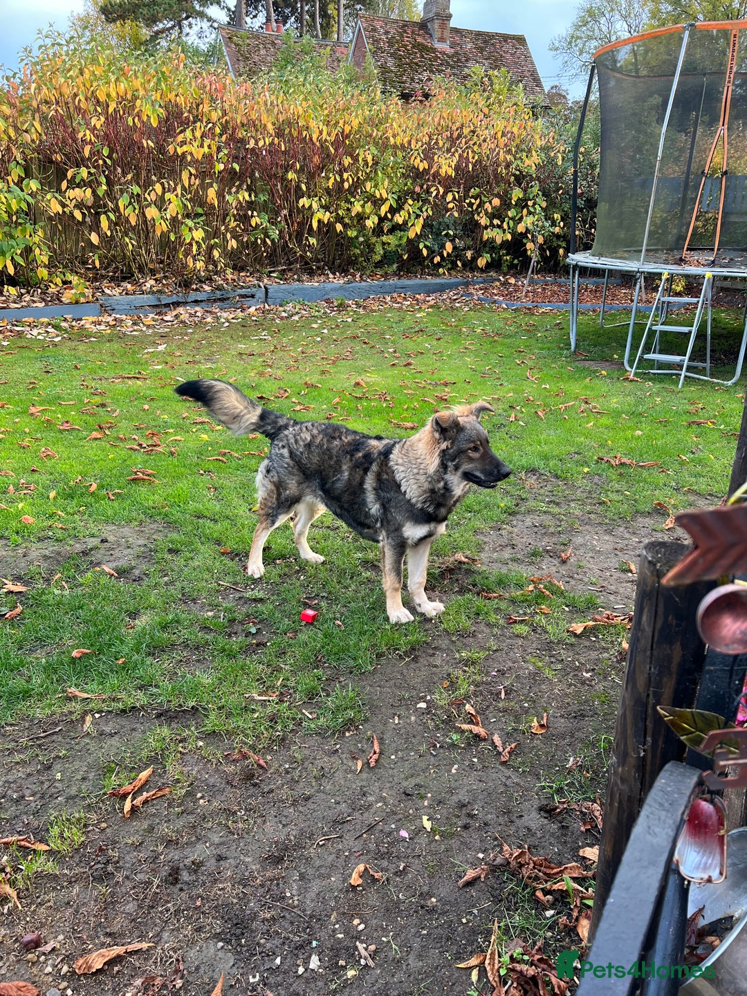 Mixed Breed dogs for sale: Male dog for sale - Image 1