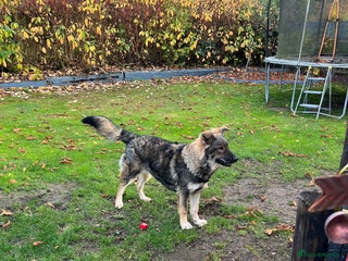 Mixed Breed dogs - Advert 11