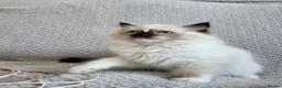 Ragdoll cats for sale: Registration Ragdoll kittens  - Advert 4