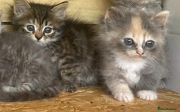 Siberian cats for sale: Registered, Unique Siberian kittens  - Image 8