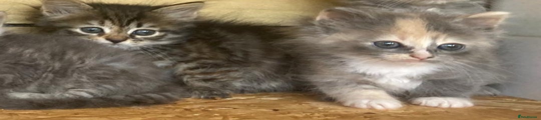Siberian Kitten 5