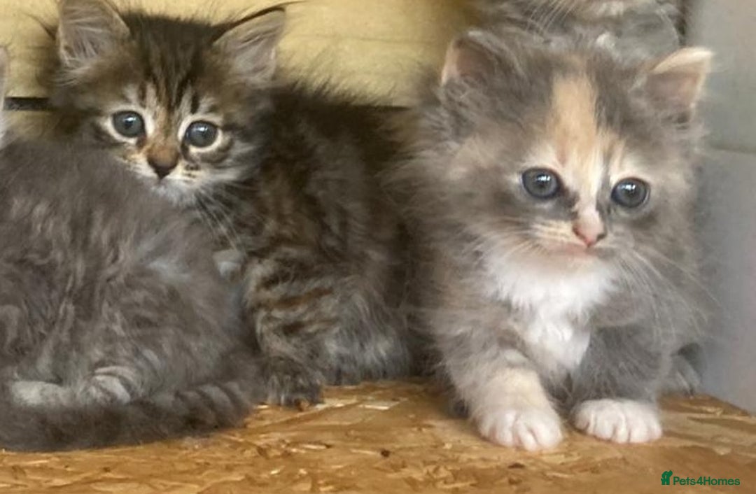 Siberian cats for sale: Registered, Unique Siberian kittens  - Image 8