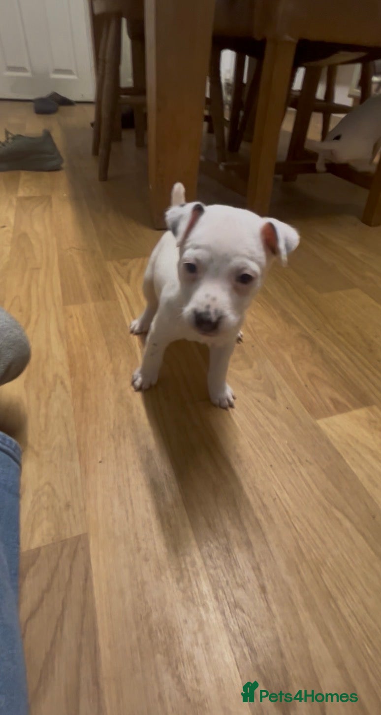 Parson Russell dogs Parson Jack Russell pup - Advert 2