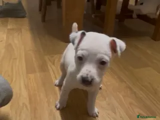 Parson Russell dogs Parson Jack Russell pup - Advert 2