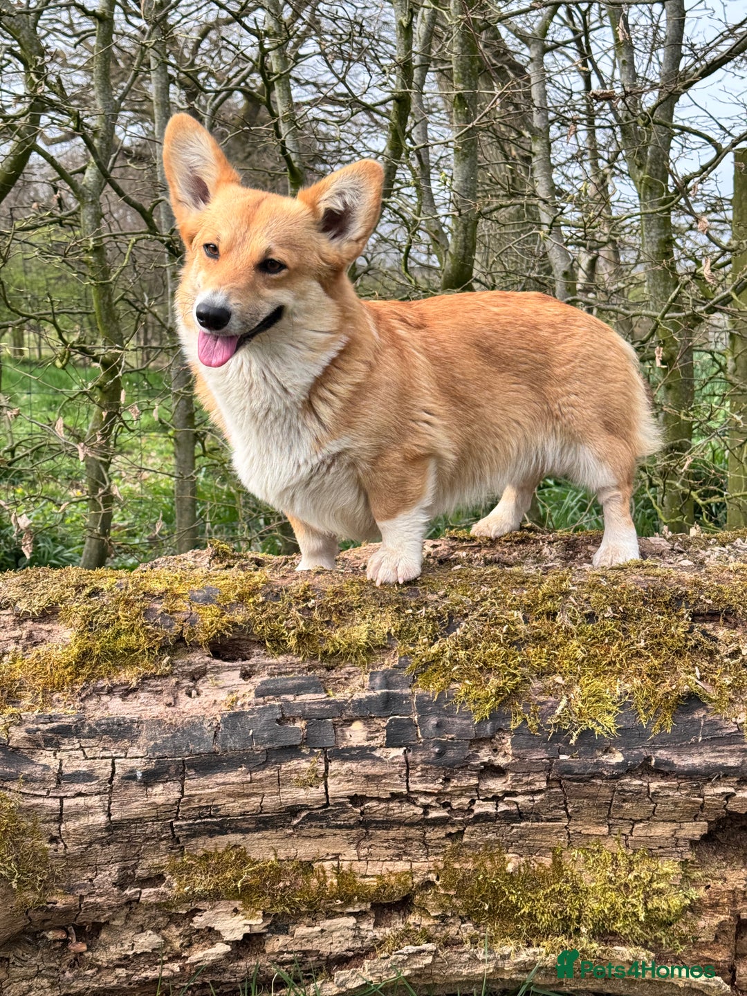 Welsh Corgi Pembroke dogs for sale: PEMBROKE CORGI PUPPIES DUE - WAITING LIST OPEN - Image 3
