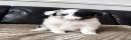 Shetland Sheepdog dogs for sale:  Last Available Boy – Unique Bi-Eyed Puppy💙🤎 - Advert 7