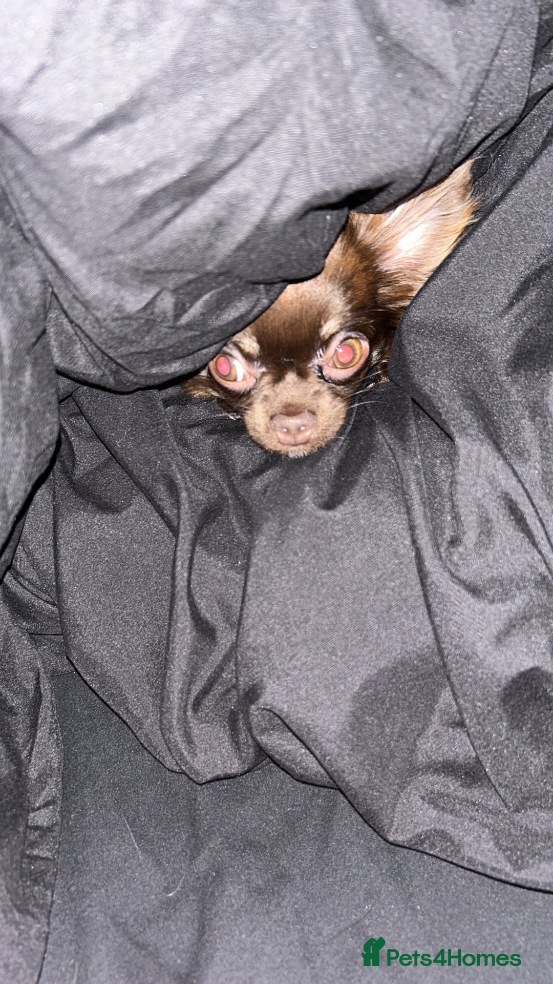 Chihuahua dogs for sale: Long haired tiny KC chihuahua girl - Advert 4