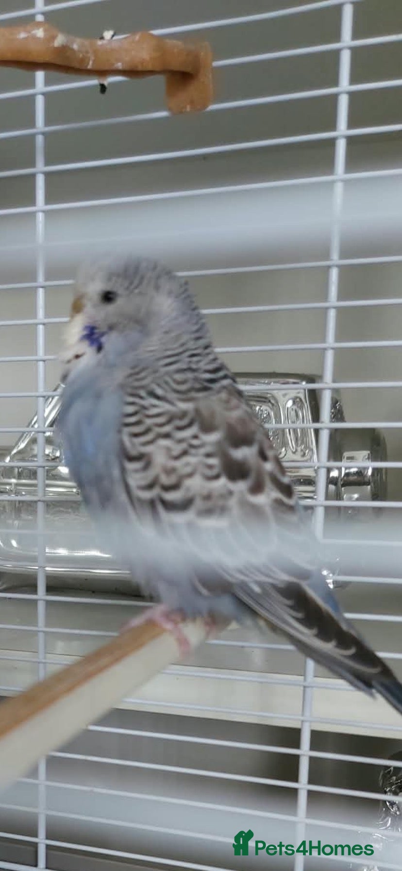 Budgerigars birds Young budgie  - Advert 5