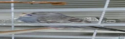 Budgerigars birds for sale: Young budgie  - Advert 1