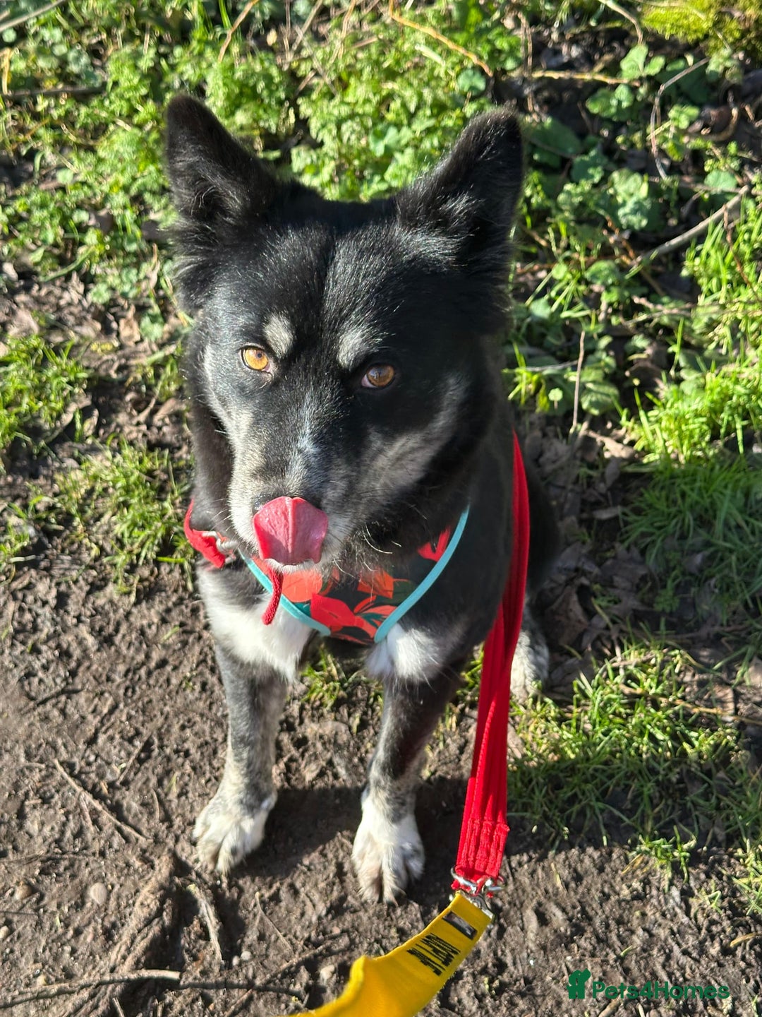 Mixed Breed dogs for adoption: ❤️Zara: kind, loving & well-balanced Husky cross❤️ - Advert 8