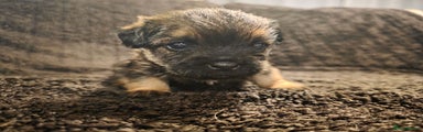 Border Terrier Puppy 2