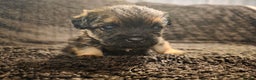 Border Terrier dogs for sale: Border Terrier Puppies - Advert 2