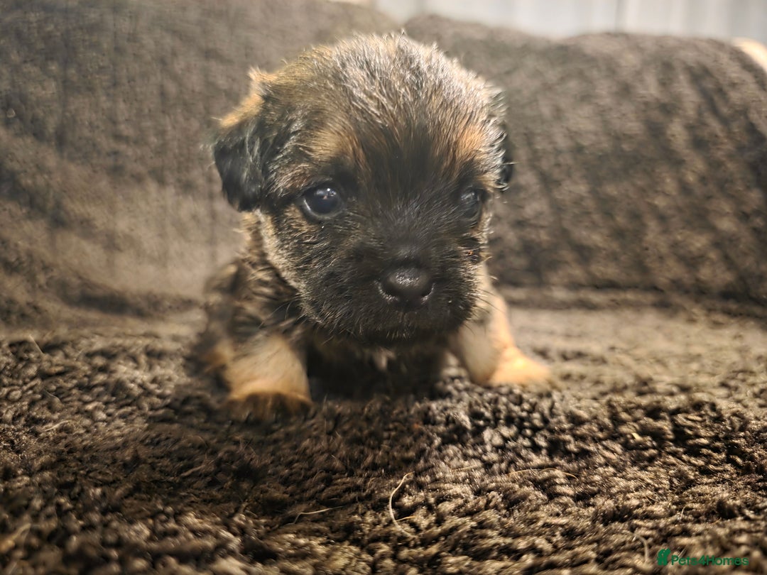 Border Terrier dogs for sale: Border Terrier Puppies - Advert 2