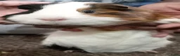 Guinea Pig rodents for sale: Gunnie pigs hand fed, trained very friendly - Advert 4