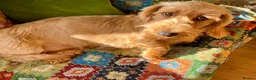 Dachshund dogs for sale: Wirehaired Dachshund, Teckel Puppies - Advert 2