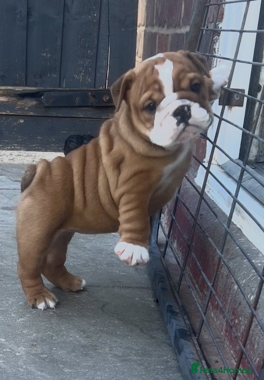 English Bulldog dogs 5 standard bulldogs silver health tested parents  - Advert 1