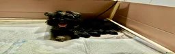 Miniature Schnauzer dogs for sale: Stunning KC reg black miniature schnauzer puppies - Advert 6