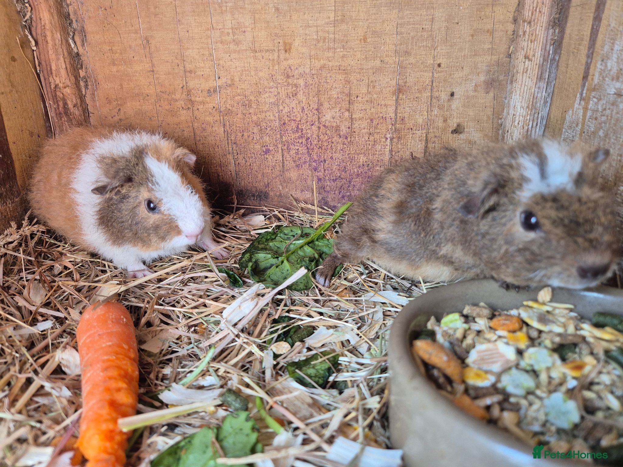 Guinea Pig rodents Ready in 2 weeks,  - Advert 5