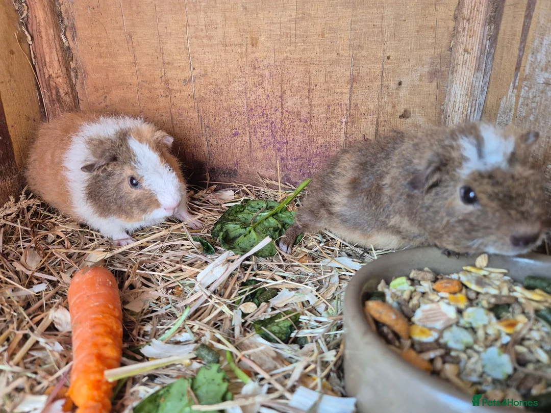 Guinea Pig rodents for sale: Ready in 3 weeks,  - Advert 1