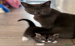 British Shorthair cats for sale: BSH KITTENS - Image 13
