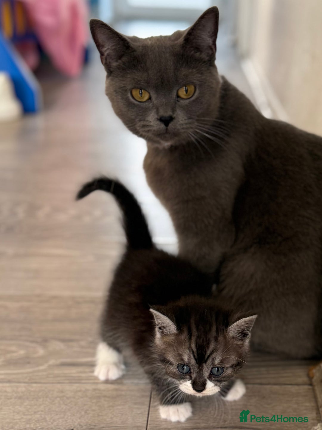 British Shorthair cats for sale: BSH KITTENS - Image 13
