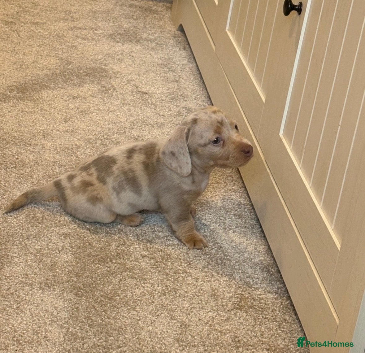 Miniature Dachshund dogs 3x miniature boy dachshunds  - Advert 1