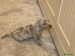 Miniature Dachshund dogs 3x miniature boy dachshunds - Advert 2