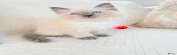 Ragdoll cats for sale: 3 male kittens  - Advert 10
