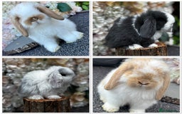 Mini Lop rabbits for sale: 🌟PURE BRED PEDIGREE MINI LOPS🌟 - Image 32