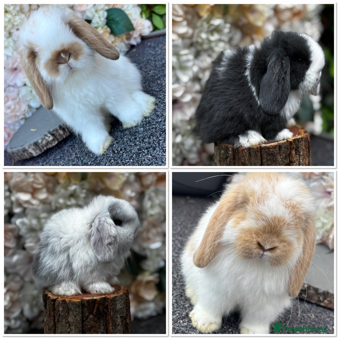Mini Lop rabbits for sale: 🌟PURE BRED PEDIGREE MINI LOPS🌟 - Image 32