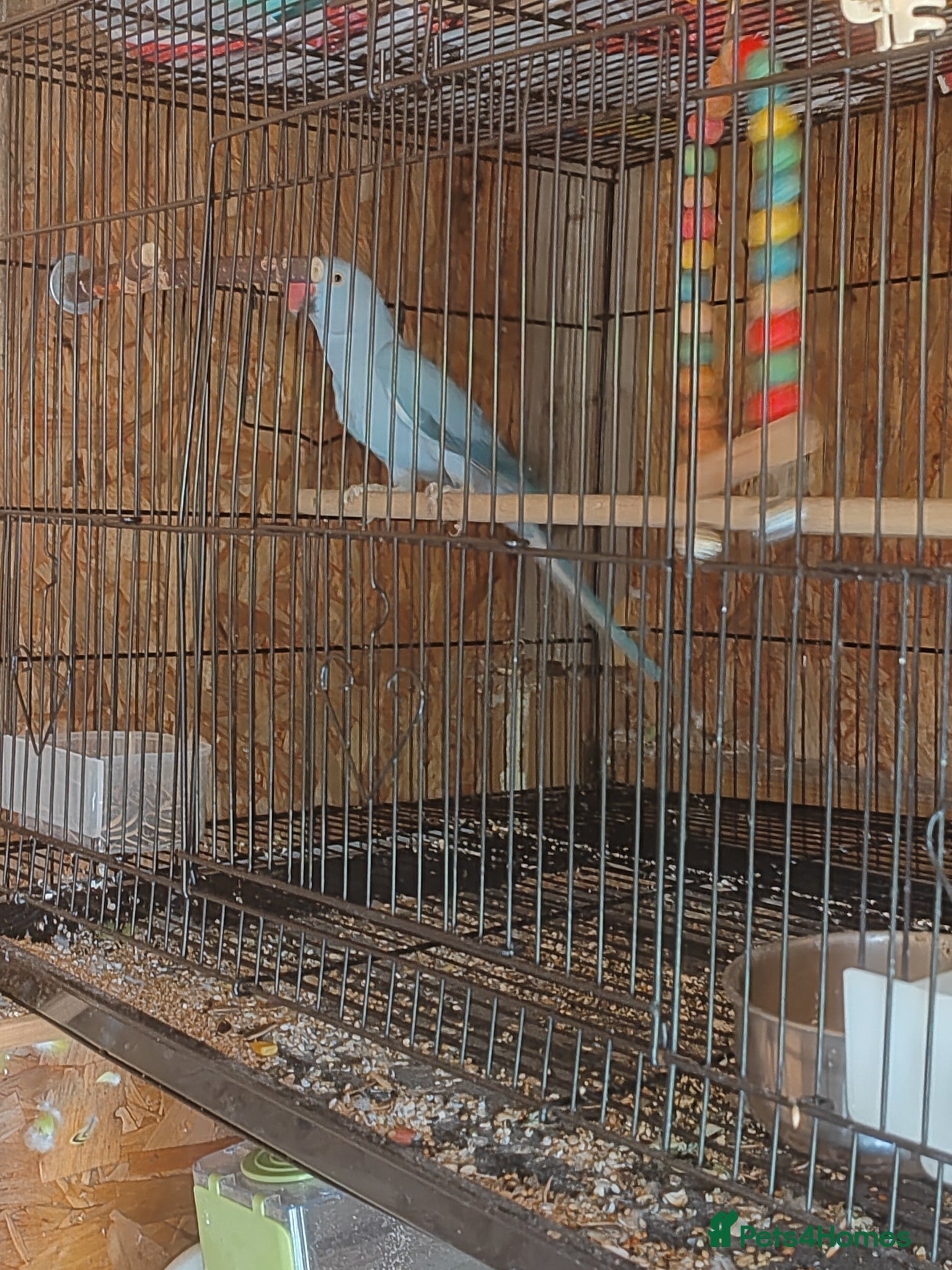Conures birds Blue ring neck for sale - Advert 17