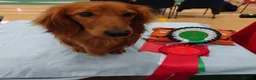 Miniature Dachshund dogs for sale: Brothers & sisters  to Crufts Best Puppy Dog 2025 in Hereford - Advert 12