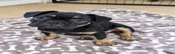French Bulldog dogs for sale: Beautiful French Bulldog Puppies - Advert 4