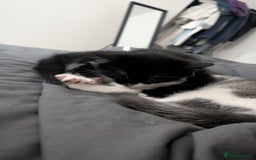 Mixed Breed cats for sale: Duo Kittens - Image 7