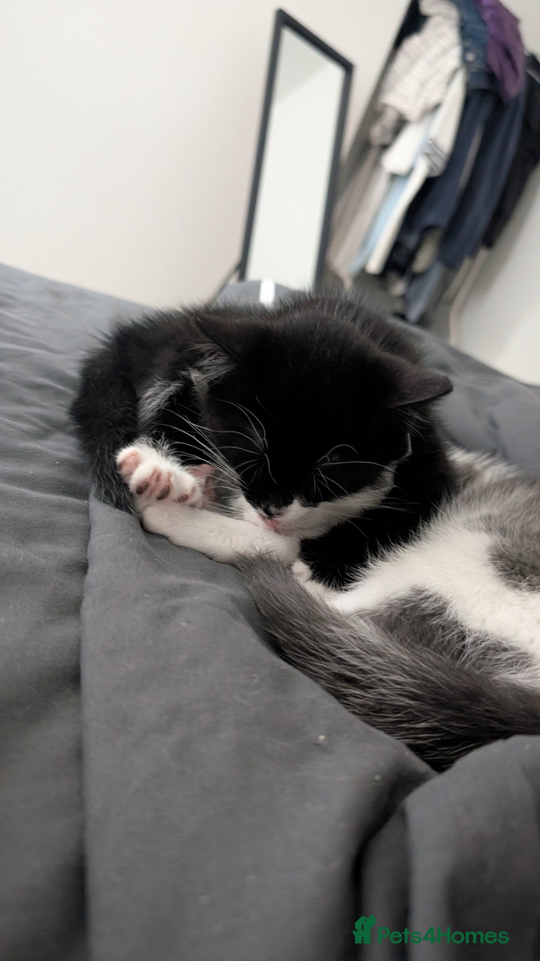 Mixed Breed cats for sale: Duo Kittens - Image 7