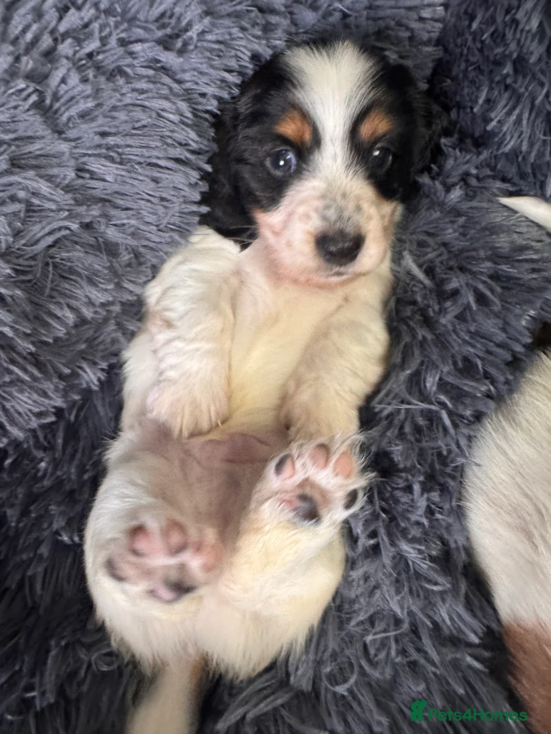 Miniature Dachshund dogs for sale: 2 piebald miniature long haired dachshund puppies  - Advert 10