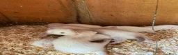 Ferret rodents for sale: Ferret kits in Derby - Advert 1