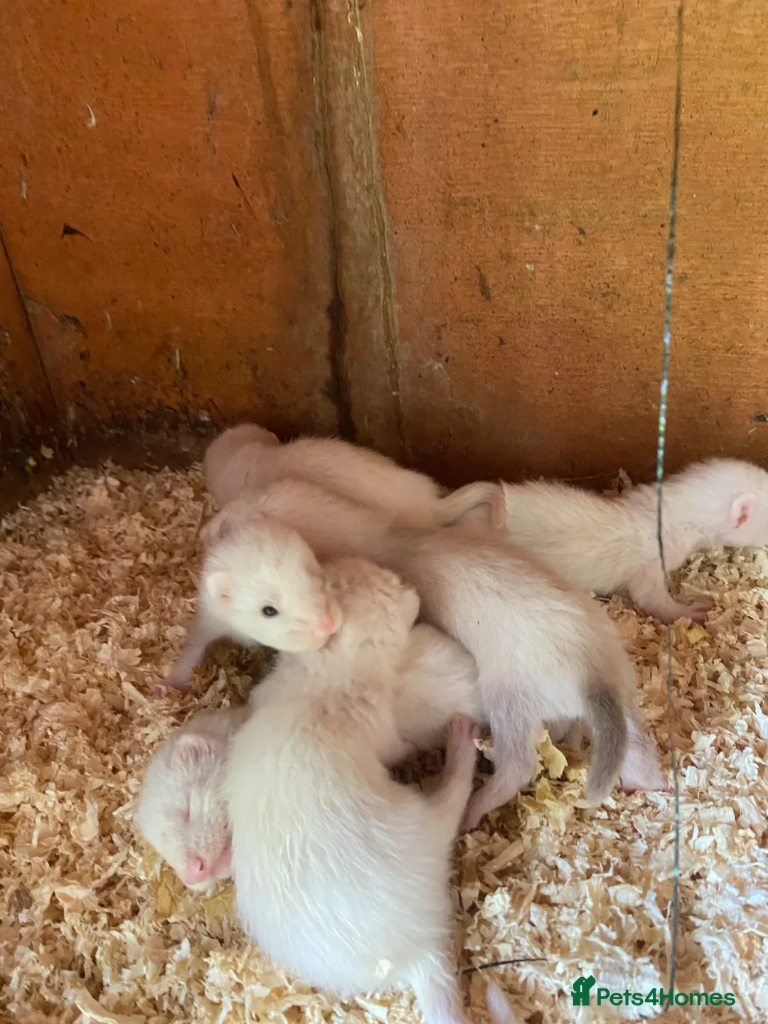 Ferret rodents for sale: Ferret kits in Derby - Advert 1