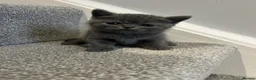 Scottish Fold cats for sale: •	Charming Scottish Fold Kittens Available  - Advert 13