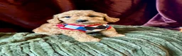 Cavapoo dogs for sale: Real Life Teddys Looking for love  - Advert 3
