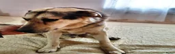 Mixed Breed dogs for adoption: Really… does nobody want to give me a chance? 💔🐶 - Advert 10
