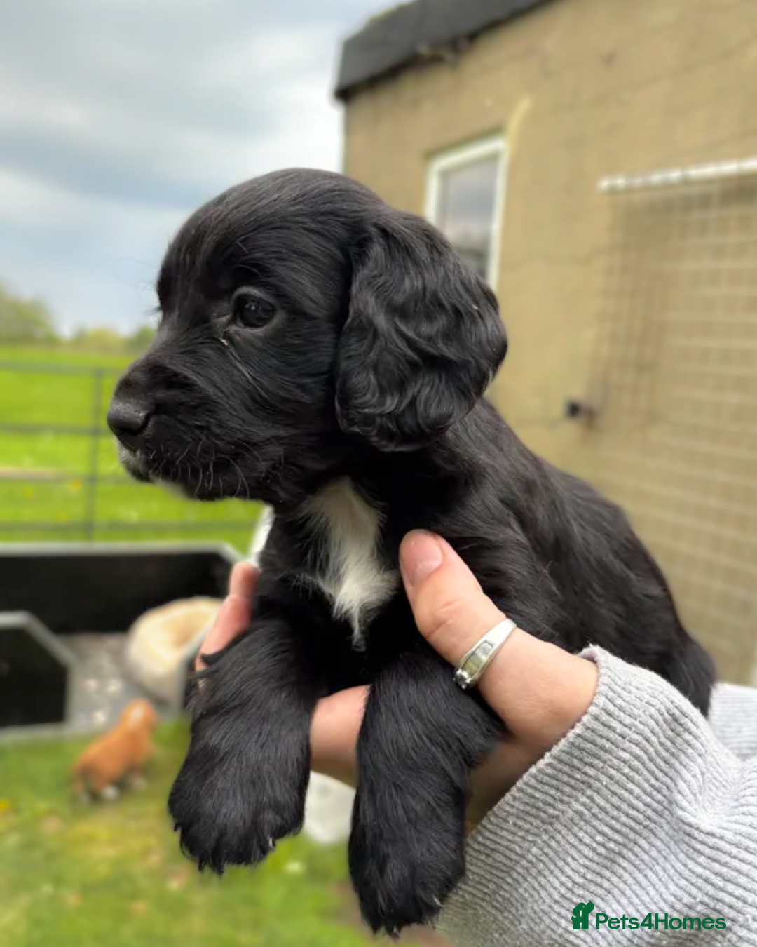 Cocker Spaniel dogs for sale: Beautiful KC Working Cockers looking for homes - Advert 3