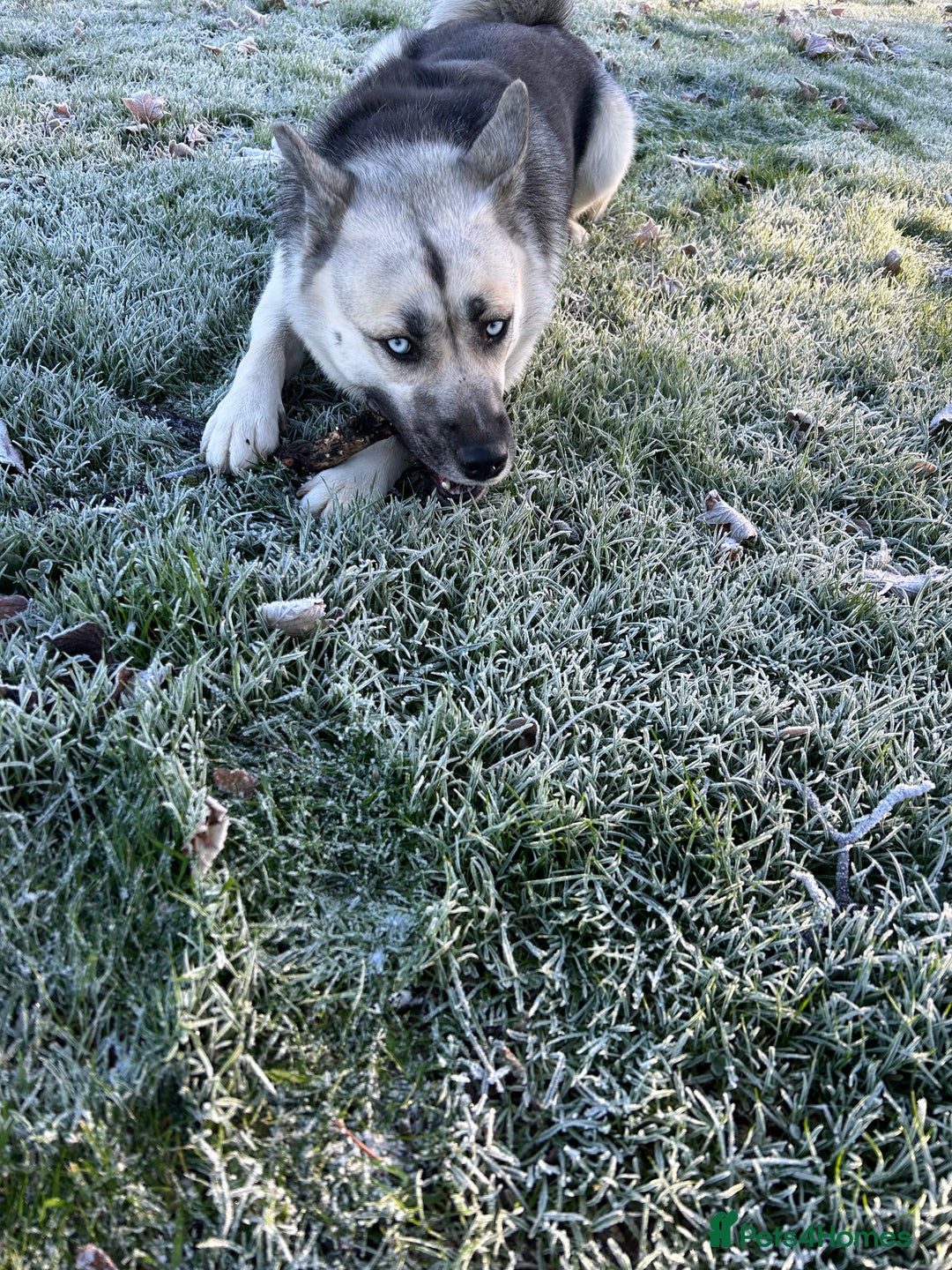 Siberian Husky dogs for sale: Lexi 3 years old  - Advert 6