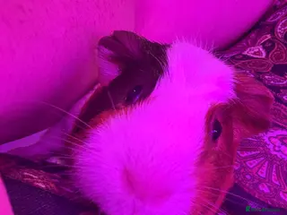 Guinea Pig rodents Male piggie for sale - Advert 13
