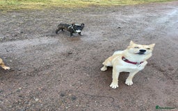 Huskita dogs for sale: Ad for joint owner. No £75 cost. Live local to FK  - Image 8