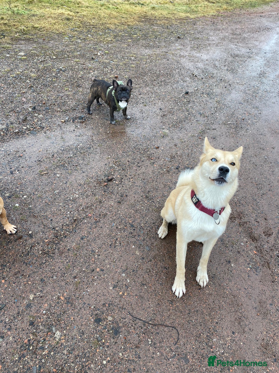 Huskita dogs for sale: Ad for joint owner. No £75 cost. Live local to FK  - Image 8