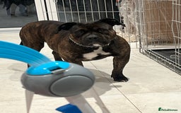 American Bully dogs for sale: Classic American Bully - Image 5