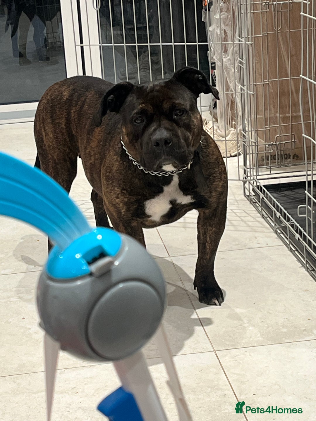 American Bully dogs for sale: Classic American Bully - Image 5